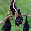 Kalon australsky - Pteropus poliocephalus - Gray-headed Flying Fox o1641